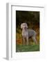 Weimaraner Standing by Pond in Autumn, Colchester, Connecticut, USA-Lynn M^ Stone-Framed Photographic Print