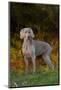 Weimaraner Standing by Pond in Autumn, Colchester, Connecticut, USA-Lynn M^ Stone-Mounted Photographic Print
