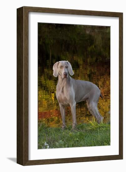 Weimaraner Standing by Pond in Autumn, Colchester, Connecticut, USA-Lynn M^ Stone-Framed Photographic Print