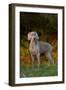 Weimaraner Standing by Pond in Autumn, Colchester, Connecticut, USA-Lynn M^ Stone-Framed Photographic Print