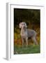 Weimaraner Standing by Pond in Autumn, Colchester, Connecticut, USA-Lynn M^ Stone-Framed Photographic Print