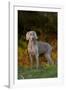 Weimaraner Standing by Pond in Autumn, Colchester, Connecticut, USA-Lynn M^ Stone-Framed Photographic Print