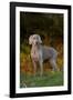 Weimaraner Standing by Pond in Autumn, Colchester, Connecticut, USA-Lynn M^ Stone-Framed Photographic Print