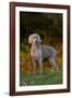 Weimaraner Standing by Pond in Autumn, Colchester, Connecticut, USA-Lynn M^ Stone-Framed Photographic Print