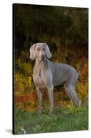Weimaraner Standing by Pond in Autumn, Colchester, Connecticut, USA-Lynn M^ Stone-Stretched Canvas