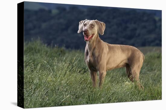 Weimaraner Standing in Field-DLILLC-Stretched Canvas