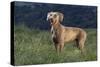 Weimaraner Standing in Field-DLILLC-Stretched Canvas