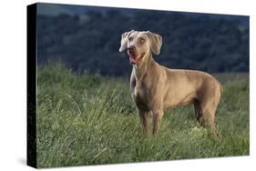 Weimaraner Standing in Field-DLILLC-Stretched Canvas