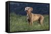 Weimaraner Standing in Field-DLILLC-Framed Stretched Canvas