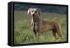 Weimaraner Standing in Field-DLILLC-Framed Stretched Canvas