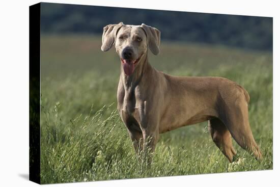 Weimaraner Standing in Field-DLILLC-Stretched Canvas