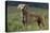 Weimaraner Standing in Field-DLILLC-Stretched Canvas