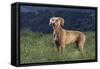 Weimaraner Standing in Field-DLILLC-Framed Stretched Canvas