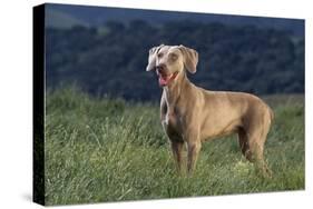 Weimaraner Standing in Field-DLILLC-Stretched Canvas