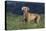 Weimaraner Standing in Field-DLILLC-Stretched Canvas