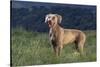 Weimaraner Standing in Field-DLILLC-Stretched Canvas