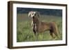 Weimaraner Standing in Field-DLILLC-Framed Photographic Print