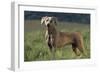 Weimaraner Standing in Field-DLILLC-Framed Photographic Print