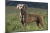 Weimaraner Standing in Field-DLILLC-Mounted Photographic Print