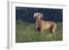 Weimaraner Standing in Field-DLILLC-Framed Photographic Print