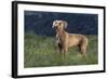 Weimaraner Standing in Field-DLILLC-Framed Photographic Print