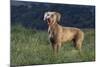 Weimaraner Standing in Field-DLILLC-Mounted Photographic Print