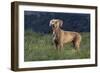 Weimaraner Standing in Field-DLILLC-Framed Photographic Print