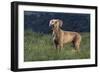 Weimaraner Standing in Field-DLILLC-Framed Photographic Print