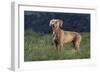 Weimaraner Standing in Field-DLILLC-Framed Photographic Print