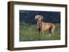 Weimaraner Standing in Field-DLILLC-Framed Photographic Print