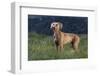 Weimaraner Standing in Field-DLILLC-Framed Photographic Print