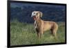 Weimaraner Standing in Field-DLILLC-Framed Photographic Print