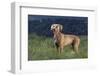 Weimaraner Standing in Field-DLILLC-Framed Photographic Print