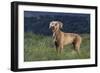 Weimaraner Standing in Field-DLILLC-Framed Photographic Print