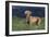 Weimaraner Standing in Field-DLILLC-Framed Photographic Print