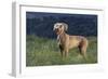 Weimaraner Standing in Field-DLILLC-Framed Photographic Print