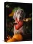 Weimaraner Wearing a Red Bandana-Guy Cali-Stretched Canvas