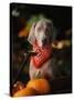 Weimaraner Wearing a Red Bandana-Guy Cali-Stretched Canvas