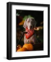 Weimaraner Wearing a Red Bandana-Guy Cali-Framed Photographic Print