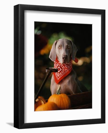 Weimaraner Wearing a Red Bandana-Guy Cali-Framed Photographic Print