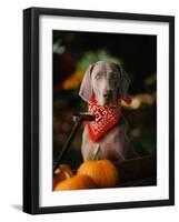 Weimaraner Wearing a Red Bandana-Guy Cali-Framed Photographic Print