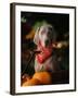 Weimaraner Wearing a Red Bandana-Guy Cali-Framed Photographic Print