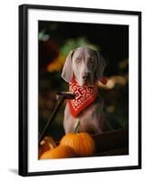 Weimaraner Wearing a Red Bandana-Guy Cali-Framed Photographic Print