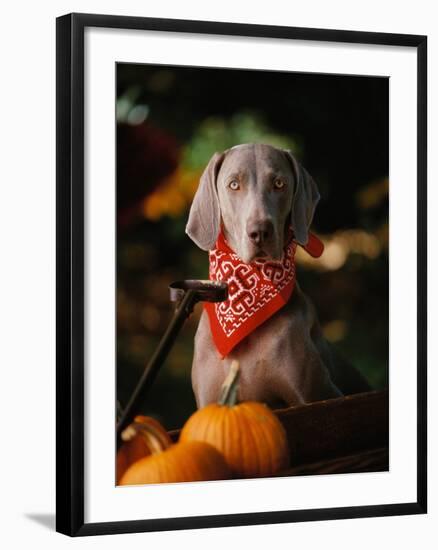 Weimaraner Wearing a Red Bandana-Guy Cali-Framed Photographic Print