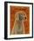 Weimaraner-John Golden-Framed Art Print