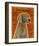 Weimaraner-John Golden-Framed Art Print