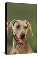 Weimaraner-DLILLC-Stretched Canvas