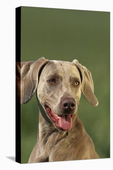 Weimaraner-DLILLC-Stretched Canvas