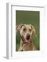 Weimaraner-DLILLC-Framed Photographic Print