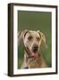 Weimaraner-DLILLC-Framed Photographic Print